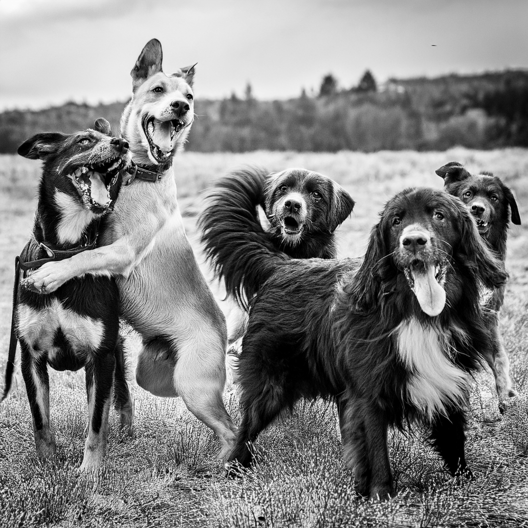Dog Adoptions Temporarily Paused at Birmingham Humane Society After Distemper Exposure
