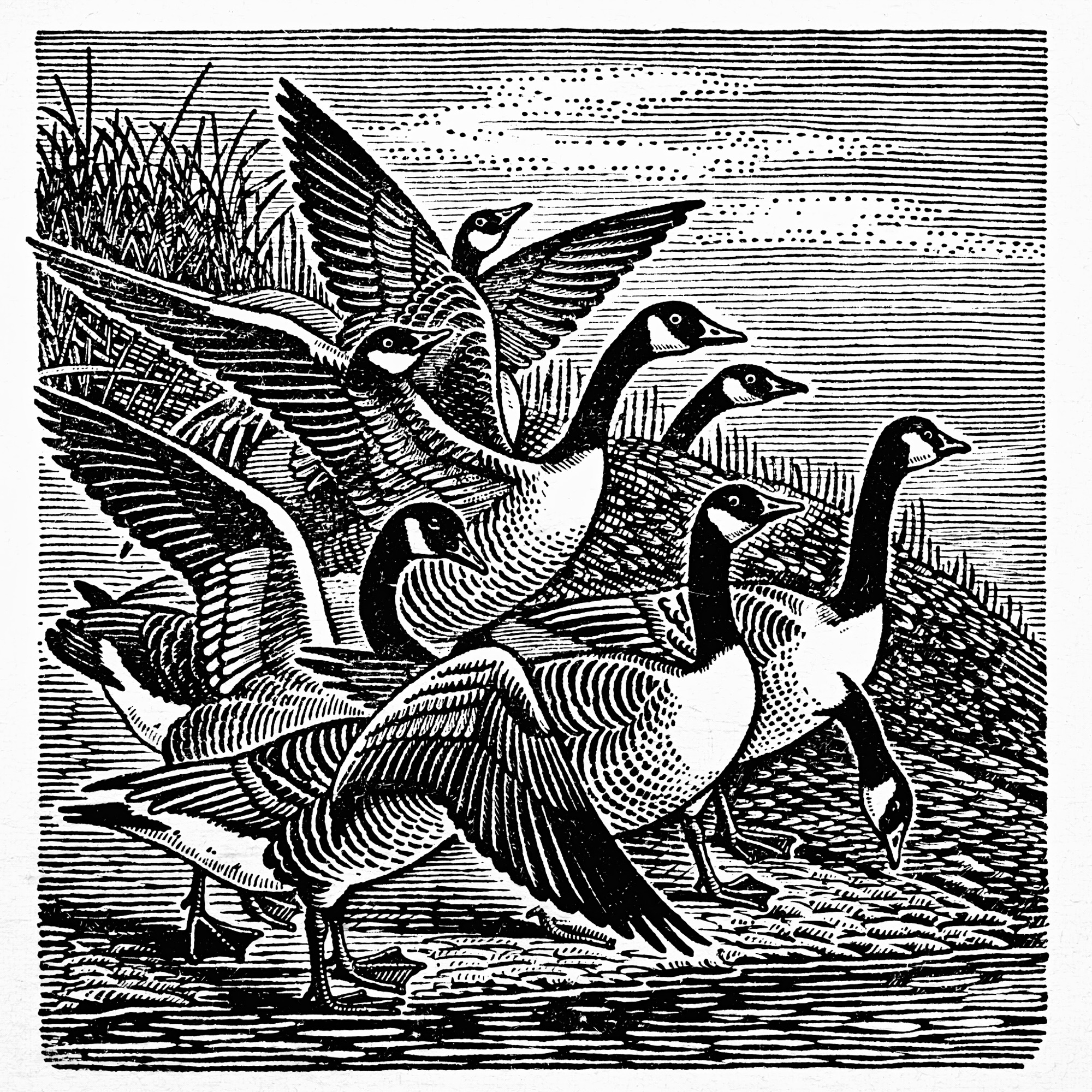 Residents Fight HOA Plan to Kill Canada Geese in Madison