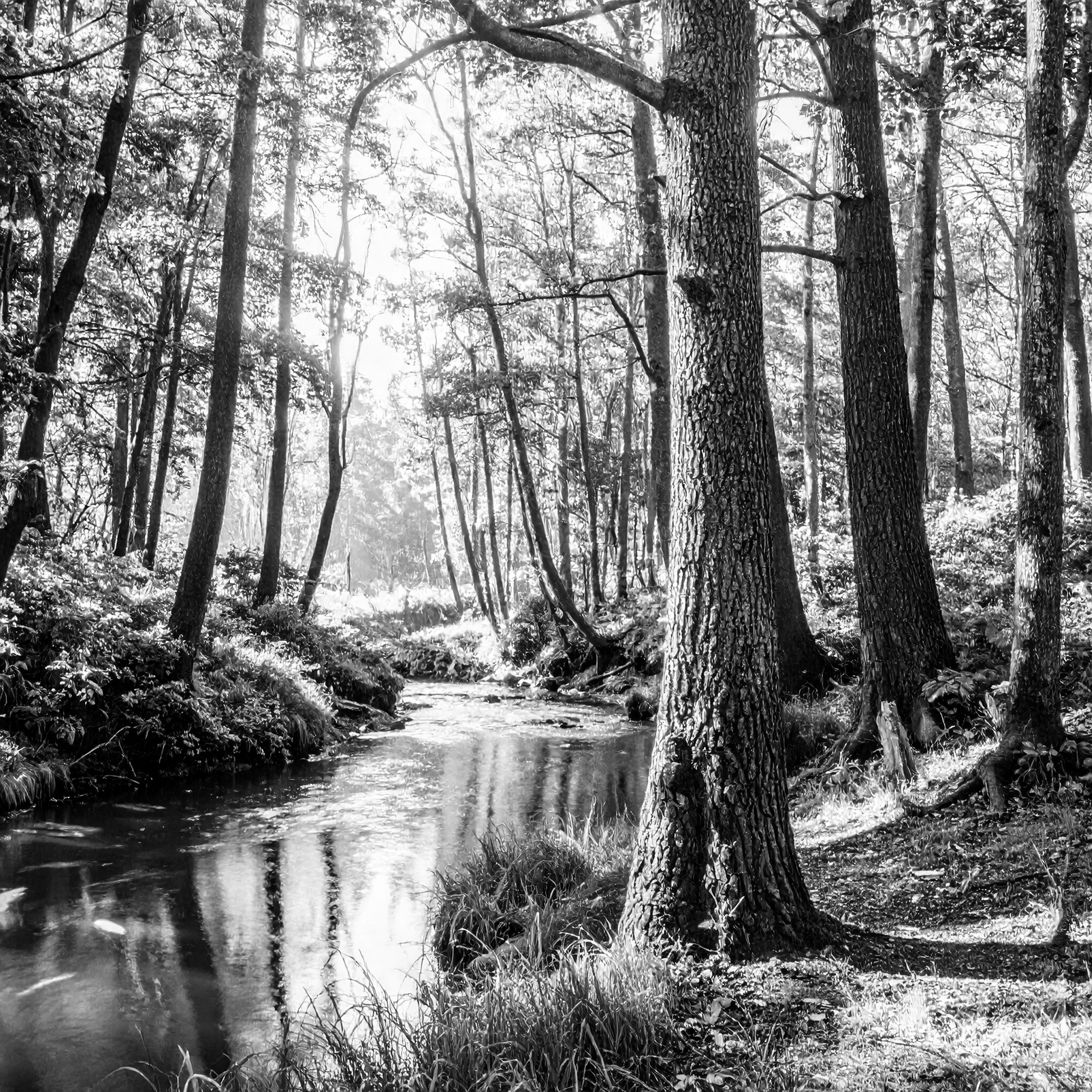 Turkey Creek Nature Preserve Expands by 328 Acres, Crossing 1,000‑Acre Milestone