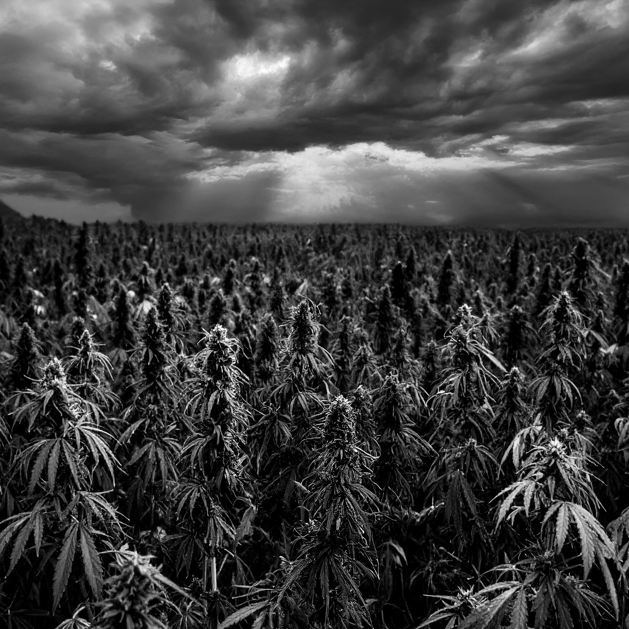 Alabama Health Officials Weigh Marijuana Rescheduling